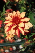UK, LONDON, Holland Park, Napolian Garden, Dahlia flower, UK16478JPL