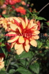 UK, LONDON, Holland Park, Napolian Garden, Dahlia flower, UK16480JPL