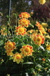 UK, LONDON, Holland Park, Napolian Garden, Dahlia flowers, UK16441JPL