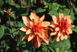 UK, LONDON, Holland Park, Napolian Garden, Dahlia flowers, UK16442JPL