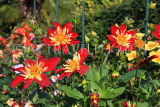 UK, LONDON, Holland Park, Napolian Garden, Dahlia flowers, UK16470JPL