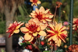 UK, LONDON, Holland Park, Napolian Garden, Dahlia flowers, UK16481JPL