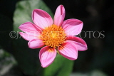 UK, LONDON, Holland Park, Napolian Garden, pink Dahlia flower, UK16443JPL