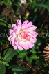 UK, LONDON, Holland Park, Napolian Garden, pink Dahlia flower, UK16472JPL