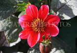 UK, LONDON, Holland Park, Napolian Garden, red Dahlia flower, UK1643JPL