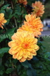 UK, LONDON, Holland Park, Napolian Garden, yellow Dahlia flowers, UK16471JPL