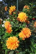 UK, LONDON, Holland Park, Napolian Garden, yellow Dahlia flowers, UK16475JPL