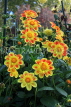 UK, LONDON, Holland Park, Napolian Garden, yellow Dahlia flowers, UK16476JPL
