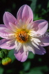 UK, LONDON, Holland Park, flowers, Bee on Dahlia, UK7436JPL