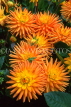 UK, LONDON, Holland Park, flowers, Semi Cactus Dahlias, UK7437JPL