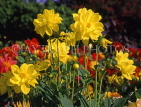 UK, LONDON, Holland Park, flowers, yellow Dahlias, UK7443JPL
