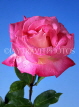UK, LONDON, Holland Park, pink Rose, UK5438JPL