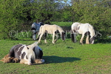 UK, LONDON, Hounslow, farm, horses, UK27905JPL