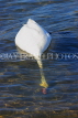 UK, LONDON, Hyde Park, Serpentine lake, Swan foraging, UK27612JPL