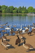 UK, LONDON, Hyde Park, Serpentine lake, geese and swans by the lakeside, UK24433JPL
