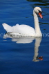 UK, LONDON, Hyde Park, The Serpentine lake and swan, UK10069JPL