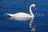 UK, LONDON, Hyde Park, The Serpentine lake and swan, UK10071JPL