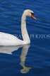 UK, LONDON, Hyde Park, The Serpentine lake and swan, UK10072JPL