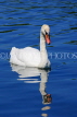 UK, LONDON, Hyde Park, The Serpentine lake and swan, UK10074JPL