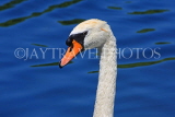 UK, LONDON, Hyde Park, The Serpentine lake and swan, closeup, UK10077JPL