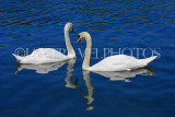 UK, LONDON, Hyde Park, The Serpentine lake and swans, UK10076JPL