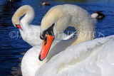 UK, LONDON, Kensington Gardens, Round Pond, Swan, closeup, UK1072JPL