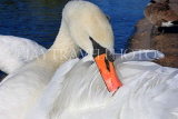 UK, LONDON, Kensington Gardens, Round Pond, Swan grooming its feathers, UK1070JPL