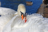 UK, LONDON, Kensington Gardens, Round Pond, Swan grooming its feathers, UK1071JPL