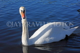 UK, LONDON, Kensington Gardens, Round Pond, Swan swimming, UK1074JPL