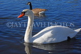 UK, LONDON, Kensington Gardens, Round Pond, Swan swimming, UK1075JPL