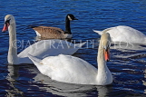UK, LONDON, Kensington Gardens, Round Pond, Swans and Duck swimming, UK1075JPL