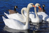 UK, LONDON, Kensington Gardens, Round Pond, Swans and Ducks swimming, UK1076JPL