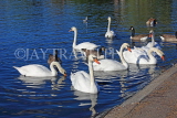UK, LONDON, Kensington Gardens, Round Pond, Swans and Ducks swimming, UK1077JPL