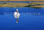 UK, LONDON, Kensington Gardens, Round Pond, and swan swimming, UK9093JPL