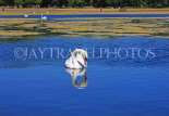 UK, LONDON, Kensington Gardens, Round Pond, and swan swimming, UK9094JPL