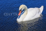 UK, LONDON, Kensington Gardens, Round Pond, and swan swimming, UK9099JPL