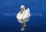 UK, LONDON, Kensington Gardens, Round Pond, and swan swimming, UK9100JPL