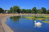 UK, LONDON, Kensington Gardens, Round Pond, and swan swimming, UK9101JPL