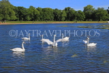 UK, LONDON, Kensington Gardens, Round Pond, and swans, UK19902JPL