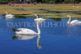 UK, LONDON, Kensington Gardens, Round Pond, and swans swimming, UK9090JPL