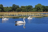 UK, LONDON, Kensington Gardens, Round Pond, and swans swimming, UK9091JPL