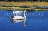 UK, LONDON, Kensington Gardens, Round Pond, and swans swimming, UK9092JPL