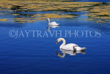 UK, LONDON, Kensington Gardens, Round Pond, and swans swimming, UK9095JPL