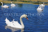 UK, LONDON, Kensington Gardens, Round Pond, and swans swimming, UK9096JPL