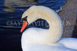 UK, LONDON, Kensington Gardens, Round Pond, swan, closeup, UK1069JPL