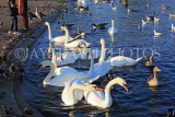 UK, LONDON, Kensington Gardens, Round Pond and Swans, UK12018JPL