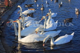 UK, LONDON, Kensington Gardens, Round Pond and Swans, UK12019JPL