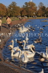 UK, LONDON, Kensington Gardens, Round Pond and Swans, UK12043JPL