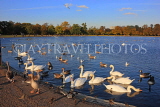 UK, LONDON, Kensington Gardens, Round Pond with Swans anf Geese, UK12021JPL