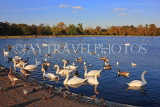 UK, LONDON, Kensington Gardens, Round Pond with Swans anf Geese, UK12022JPL
